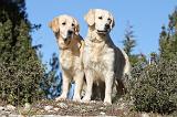 GOLDEN RETRIEVER 561